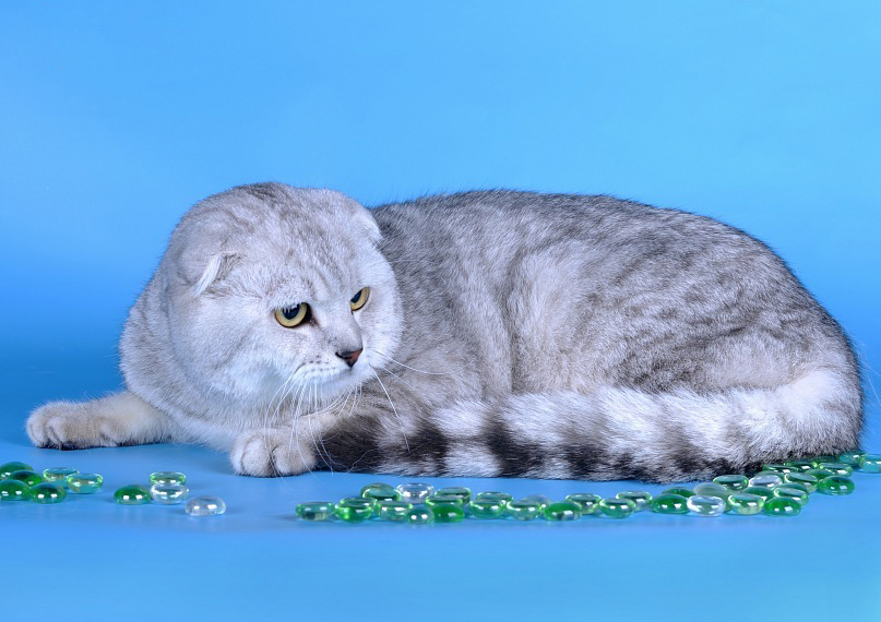 Шотландская вислоухая кошка, характер и особенности