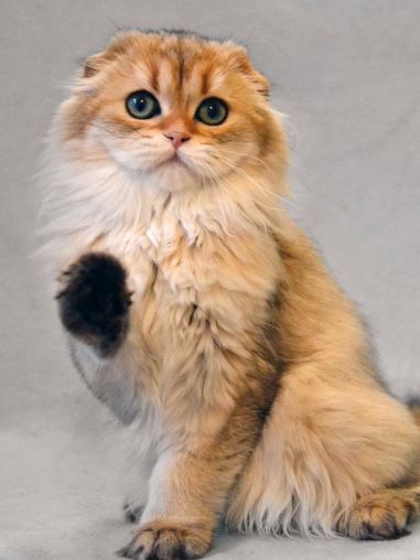 Шотландская вислоухая кошка, характер и особенности