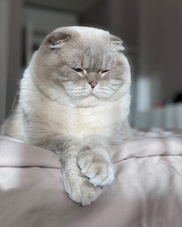 Шотландская вислоухая кошка, характер и особенности