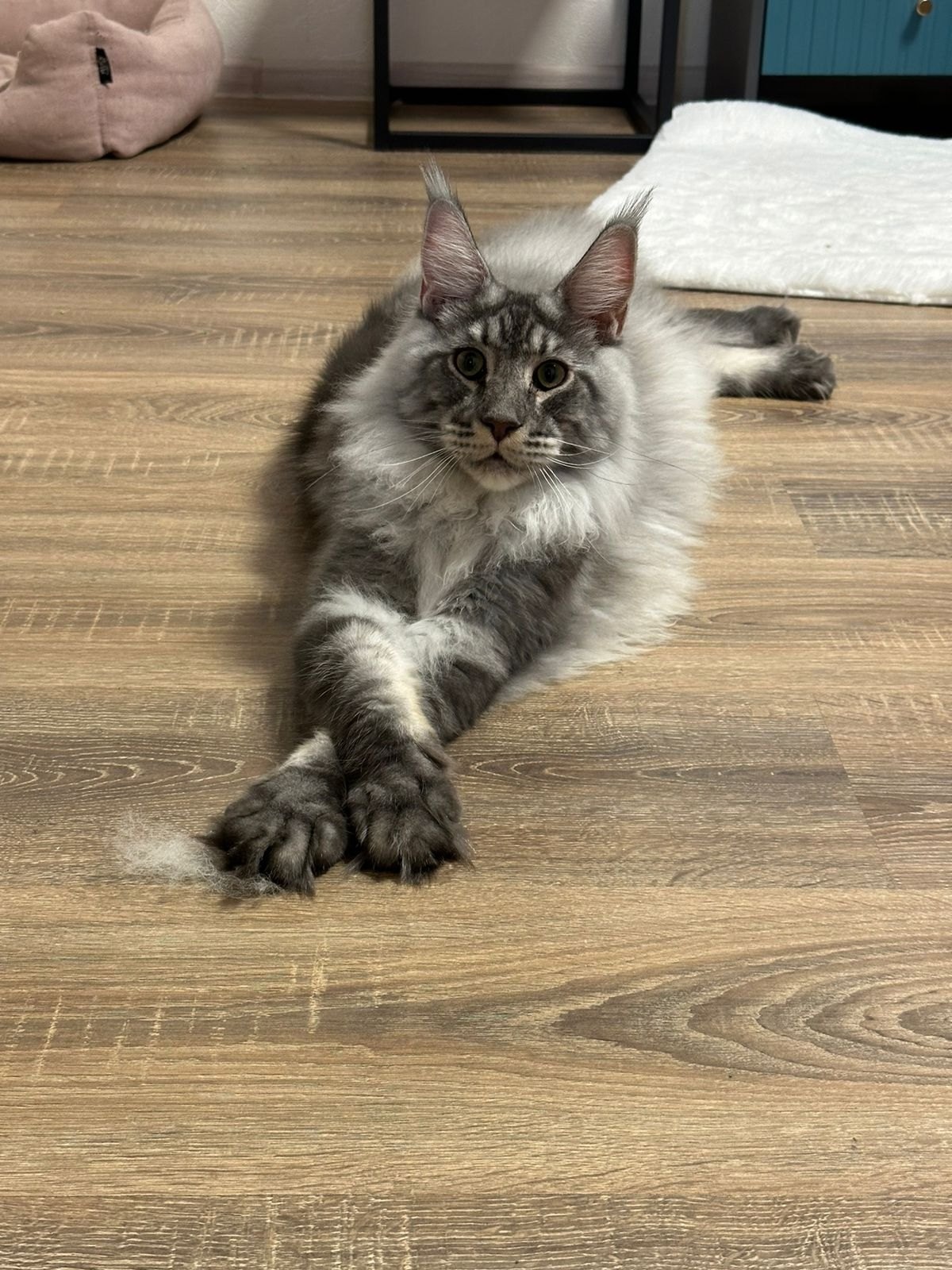 10 мифов о мейн-кунах, в которые пора перестать верить