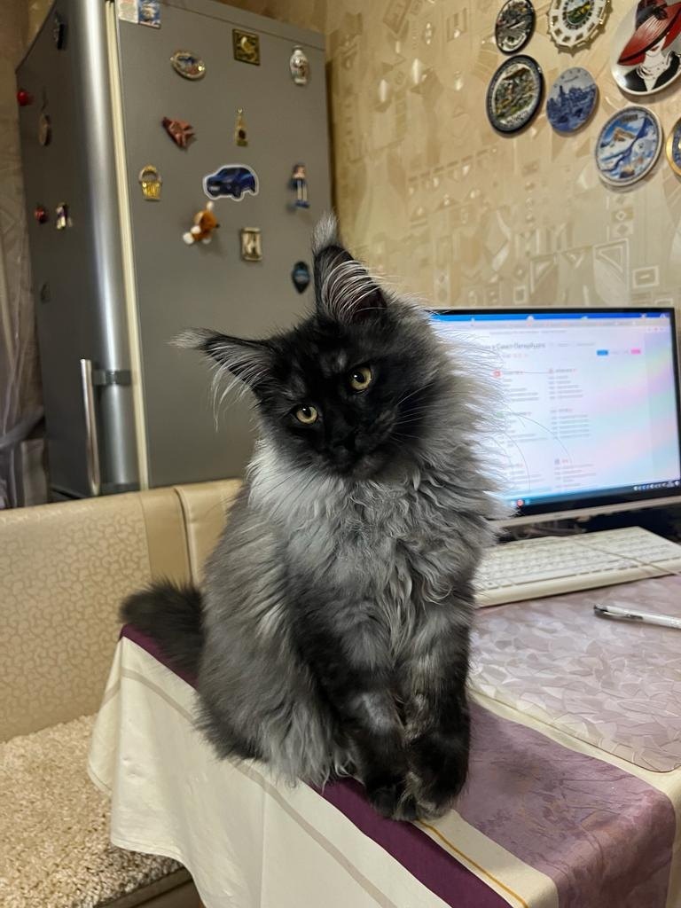 10 мифов о мейн-кунах, в которые пора перестать верить