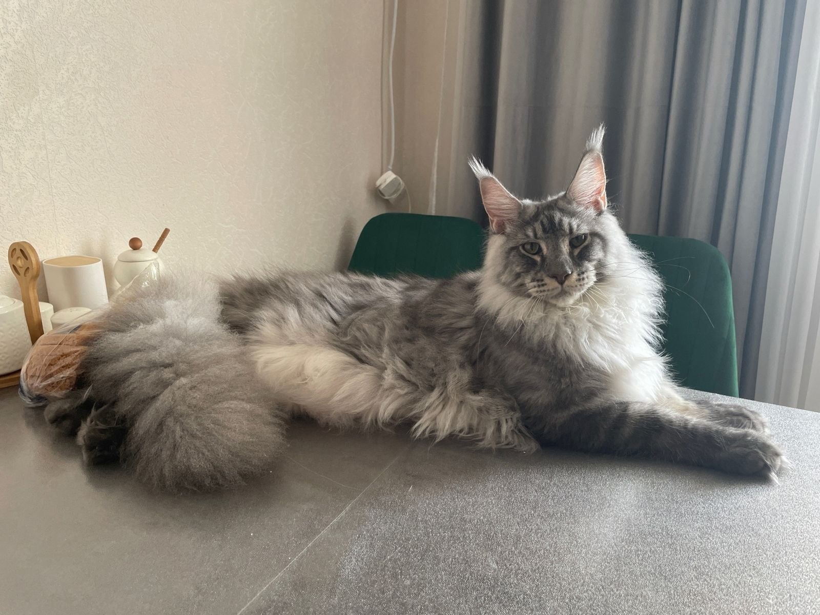 10 мифов о мейн-кунах, в которые пора перестать верить