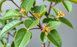 Шеффлера: как приручить «зонтик» для вашего дома и не испортить настроение растению